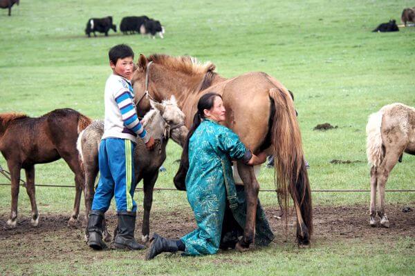 Camel 600x400 208