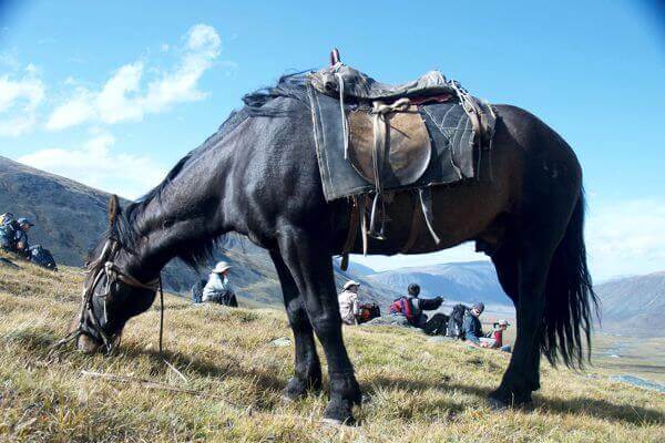 mongolia horses 069