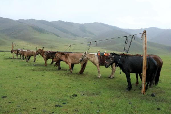 mongolia horses 179