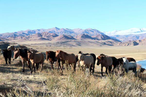 mongolia horses 202