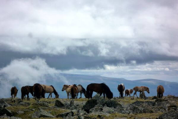 mongolian horses 041