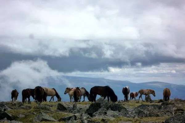 Horseriding Trip in Kharkhiraa Mountain 7 mongolian horses 041